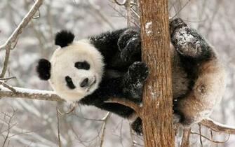 Panda HD Wallpaper