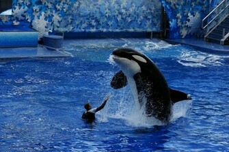 Shamu Image