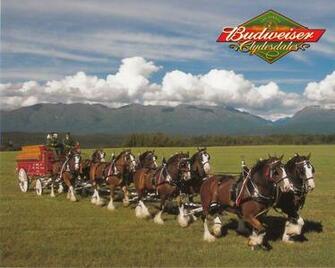 Anheuser Busch Get Off Your High Horse Fort Collins