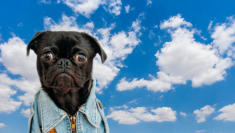 Fun Zoom Background Image Funny With Ideas Wallpaper