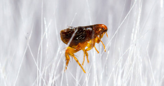 Animal Fur With Flea Wallpaper