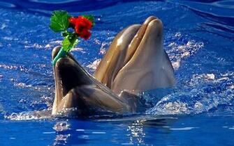 Gallery For Gt Cute Baby Dolphins Wallpaper