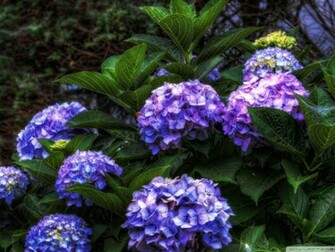 Wallpaper Background Nice Purple Hydrangea Flowers Background