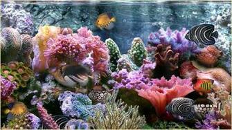 Colorful Coral Reef Wallpaper Reefs