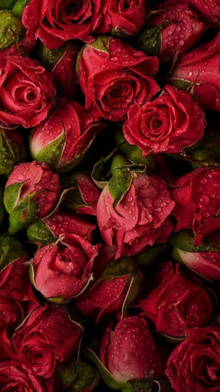 Cute Rose Wallpaper