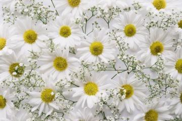 Baby S Breath HD Wallpaper And Background