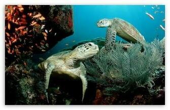 Two Green Sea Turtle HD Wallpaper For Standard Fullscreen Uxga