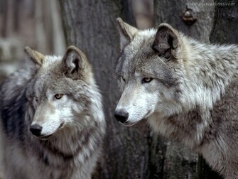 Wolf Wolves Wallpaper
