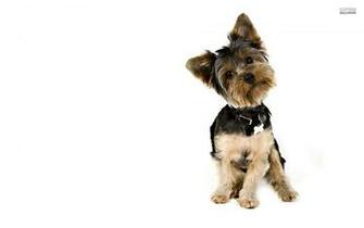 Yorkshire Terrier Wallpaper HD