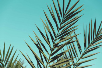 Tropical Leaves Desktop Wallpaper