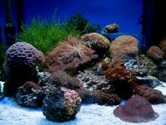 Salt Water Tank Wallpaper HD Background Image Pictures