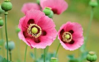 Flowers HD Wallpaper 1080p