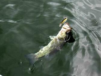 Largemouth Bass HD Wallpaper For Desktop