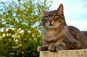 Wallpaper Cats Cat Chats Chat Oggy Catmoments