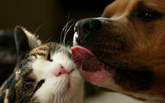 Cat And Dog Wallpaper