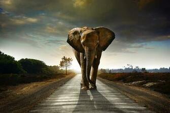 Jane Goodall Warns Elephants Could Become Extinct Because Of Illegal