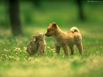 Best Cat Dog Love Desktop Wallpaper Background Collection