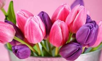 Tulips HD Wallpaper High Definition