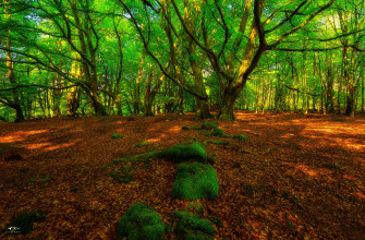 Forest 4k Wallpaper Beautiful