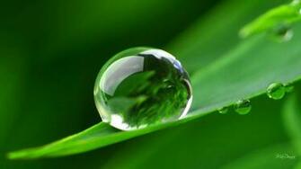 Dew Drops HD Wallpaper