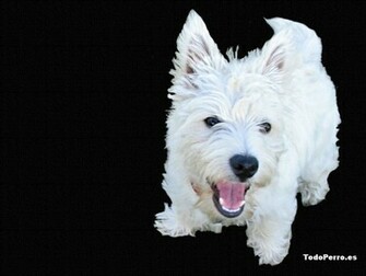 Westie Wallpaper