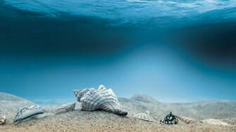 Art Ocean Sea Water Underwater Shells Sand Wallpaper Background