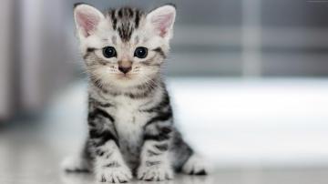 Wallpaper Kitten Cat Cute 4k Animals High