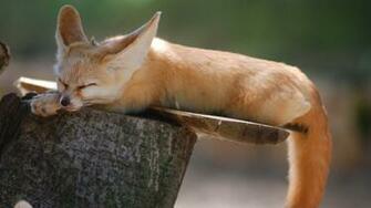 Fennec Fox Wallpaper And Background Image Net