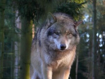 Timber Wolf Wallpaper