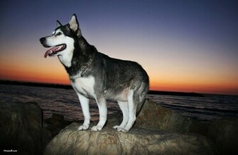 Malamute D Alaska Au Coucher Du Soleil Wallpaper