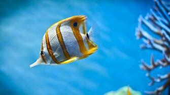 Also Use These Fish Wallpaper To Your Android Phone Blackberry