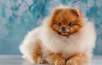 Wallpaper Wool Red Spitz Image For Desktop Section