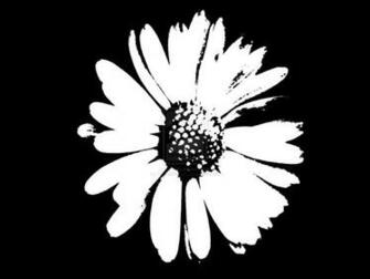 Daisy Black And White HD Wallpaper In Flowers Imageci
