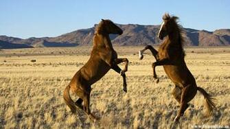 Beautiful Wallpaper Wild Horses