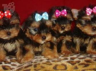 Yorkshire Terrier Super Mini E