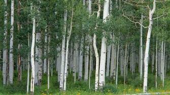 Aspen Grove Colorado Wallpaper