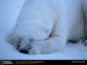 Foto Animali D Inverno Nelle Grandi Della Settimana Di