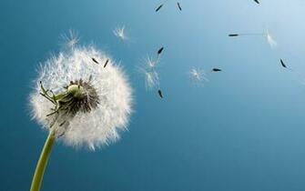 Blowing Dandelion Wallpaper Image