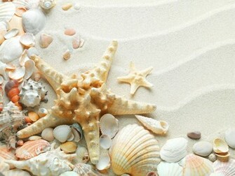 Seashells HD Wallpaper