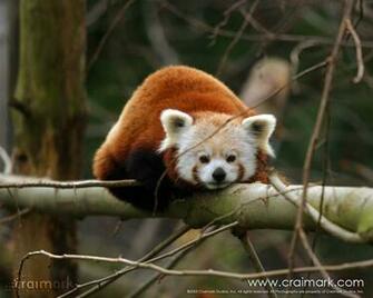 Cute Red Panda Wallpaper Desktop Background