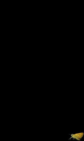 Black Background With Butterfly By Funkichkn