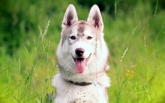 Siberian Husky Wallpaper HD Black Grey