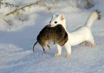 Ermine HD Wallpaper 7wallpaper Net