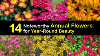 Beautiful Annuals That Are Easy To Grow Wallpaper