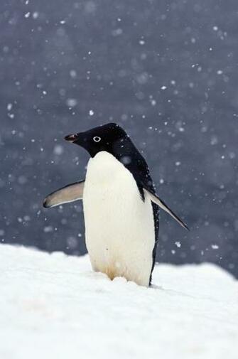 Adelie Penguin Standing In Falling Snow Wallpaper Wallsauce Us