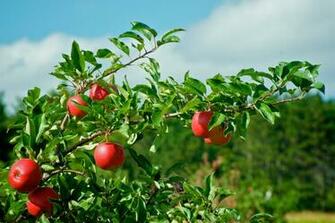 The Organic Center Fire Blight Prevention Project