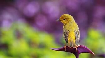 Little Bird 1080p HD Wallpaper Widescreen Source