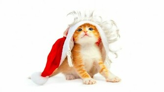 Christmas Cat Cute HD Wallpaper For
