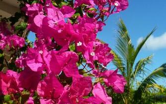 Mlewallpaper Bougainvillea And Palm Tree