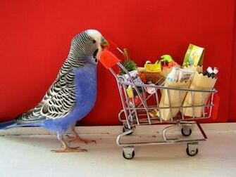 Budgerigar HD Wallpaper Background Image